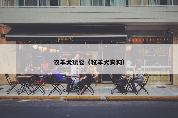 牧羊犬玩耍（牧羊犬狗狗）