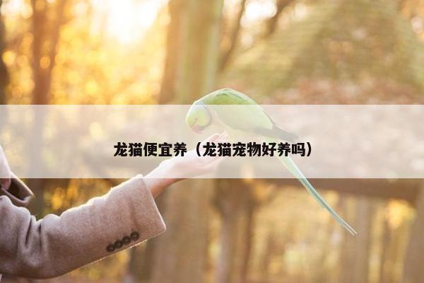 龙猫便宜养（龙猫宠物好养吗）