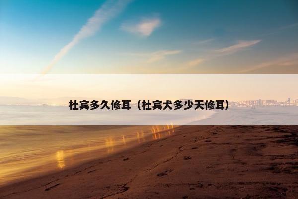 杜宾多久修耳（杜宾犬多少天修耳）