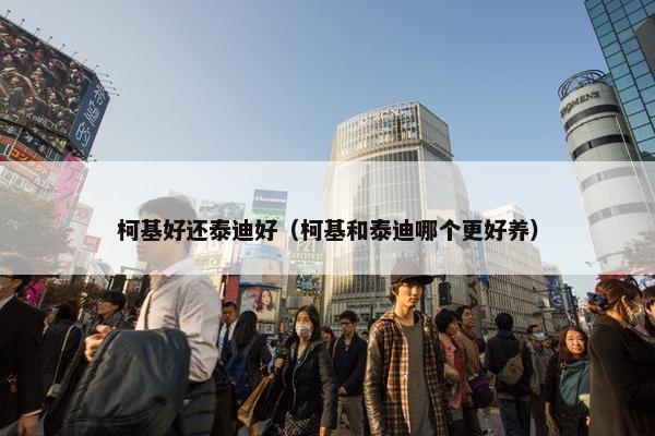 柯基好还泰迪好（柯基和泰迪哪个更好养）