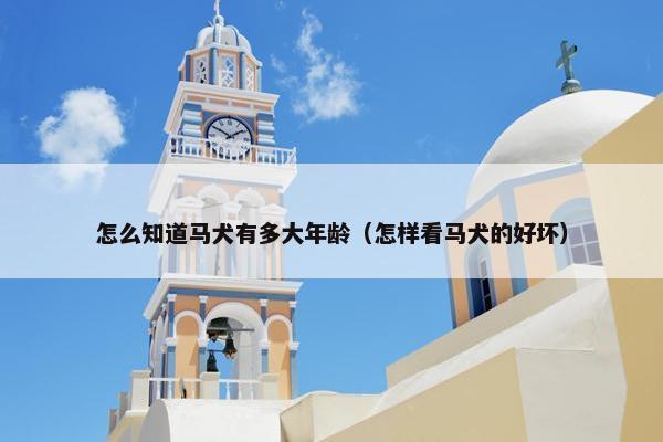 怎么知道马犬有多大年龄（怎样看马犬的好坏）