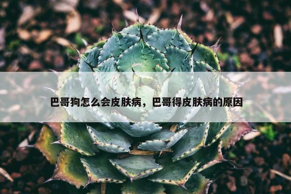 巴哥狗怎么会皮肤病，巴哥得皮肤病的原因
