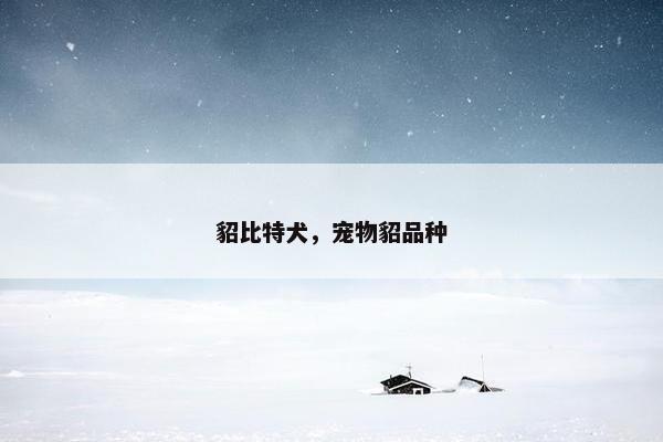 貂比特犬，宠物貂品种