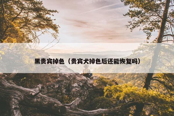 黑贵宾掉色（贵宾犬掉色后还能恢复吗）