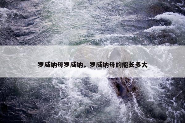 罗威纳母罗威纳，罗威纳母的能长多大