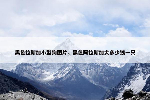 黑色拉斯加小型狗图片，黑色阿拉斯加犬多少钱一只