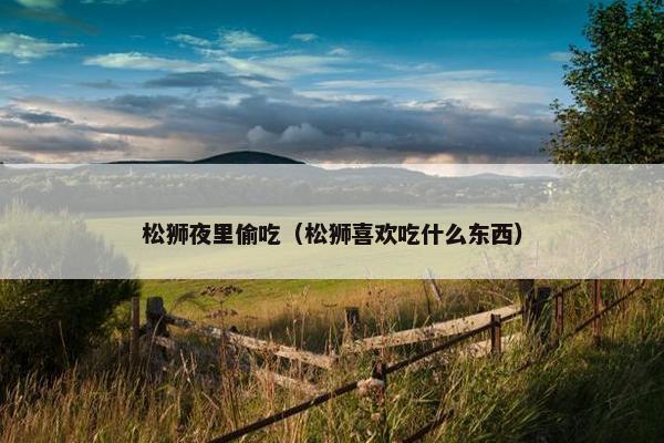 松狮夜里偷吃（松狮喜欢吃什么东西）