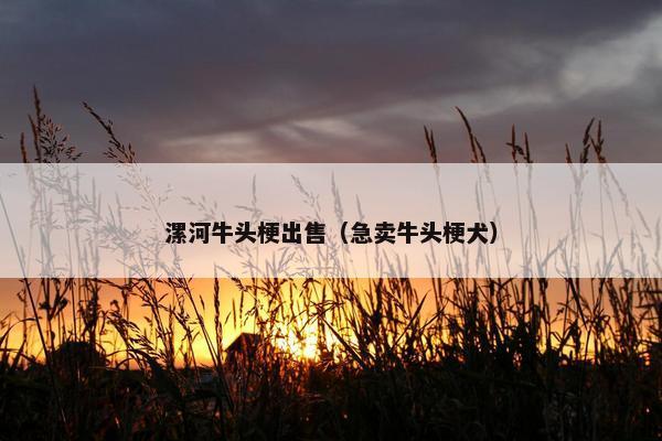 漯河牛头梗出售（急卖牛头梗犬）