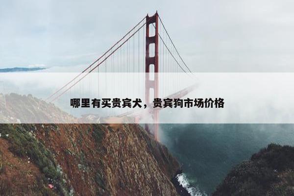 哪里有买贵宾犬，贵宾狗市场价格