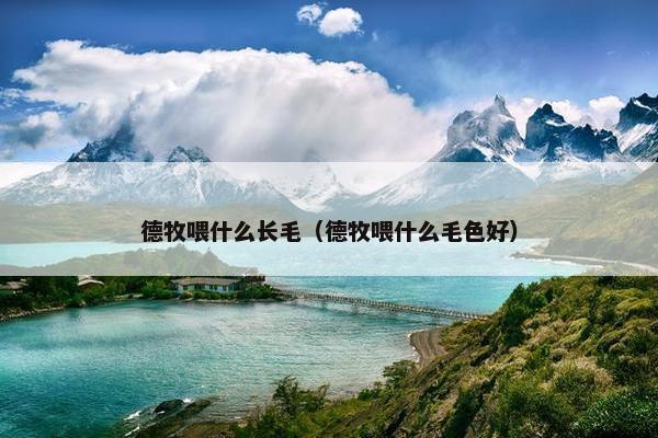 德牧 第3页