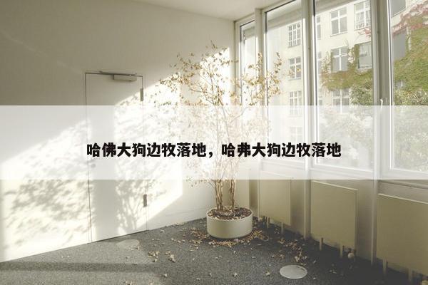 哈佛大狗边牧落地，哈弗大狗边牧落地