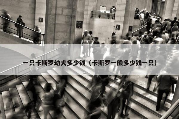 一只卡斯罗幼犬多少钱（卡斯罗一般多少钱一只）