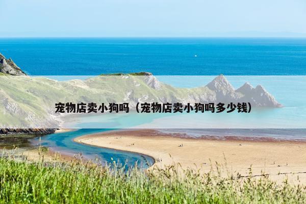 宠物店卖小狗吗（宠物店卖小狗吗多少钱）