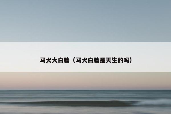马犬大白脸（马犬白脸是天生的吗）