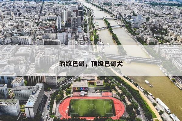 豹纹巴哥，顶级巴哥犬