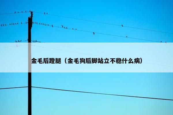 金毛后蹬腿（金毛狗后脚站立不稳什么病）