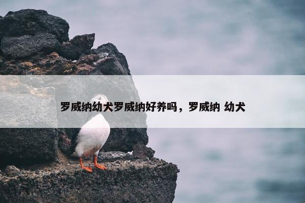 罗威纳幼犬罗威纳好养吗，罗威纳 幼犬