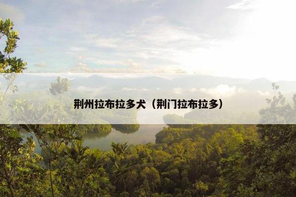 荆州拉布拉多犬（荆门拉布拉多）