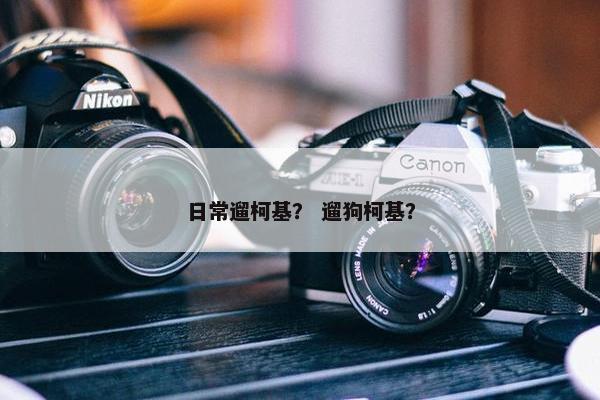 日常遛柯基？ 遛狗柯基？