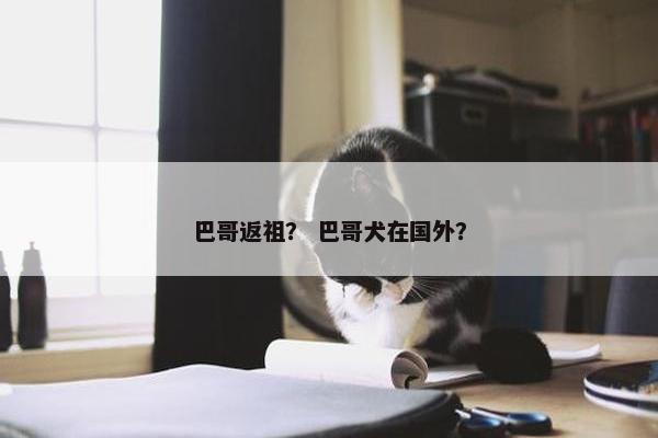 巴哥返祖？ 巴哥犬在国外？