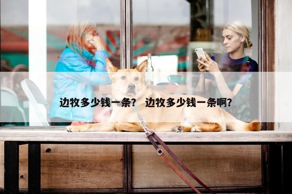边牧多少钱一条？ 边牧多少钱一条啊？