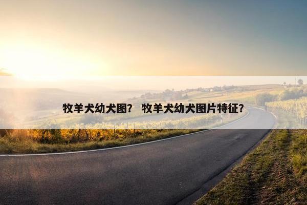 牧羊犬幼犬图？ 牧羊犬幼犬图片特征？