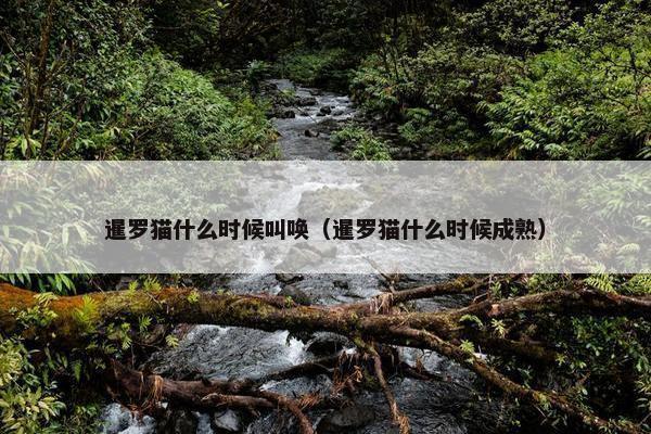 暹罗猫什么时候叫唤（暹罗猫什么时候成熟）