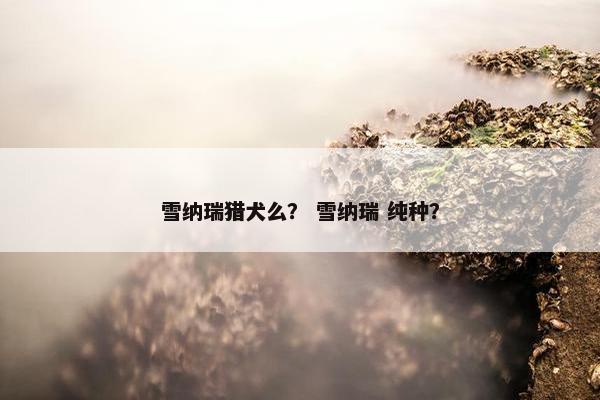 雪纳瑞猎犬么？ 雪纳瑞 纯种？