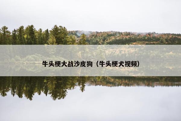 牛头梗大战沙皮狗（牛头梗犬视频）