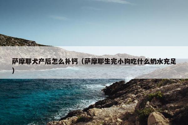 萨摩耶犬产后怎么补钙（萨摩耶生完小狗吃什么奶水充足）