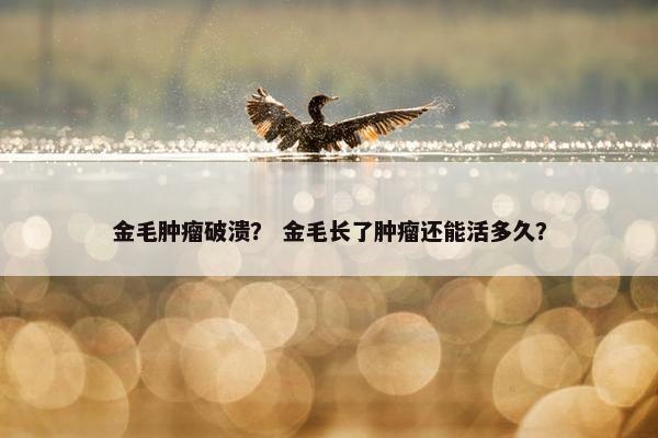 金毛肿瘤破溃？ 金毛长了肿瘤还能活多久？