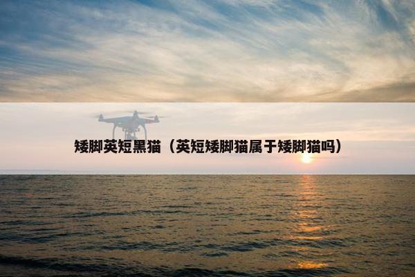 矮脚英短黑猫（英短矮脚猫属于矮脚猫吗）