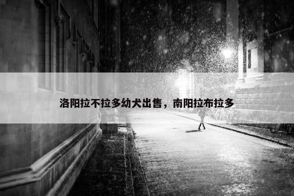 洛阳拉不拉多幼犬出售，南阳拉布拉多