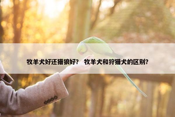 牧羊犬好还猎狼好？ 牧羊犬和狩猎犬的区别？