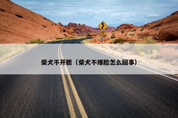 柴犬不开腮（柴犬不爆脸怎么回事）