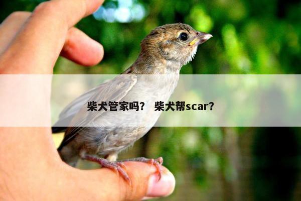 柴犬管家吗？ 柴犬帮scar？