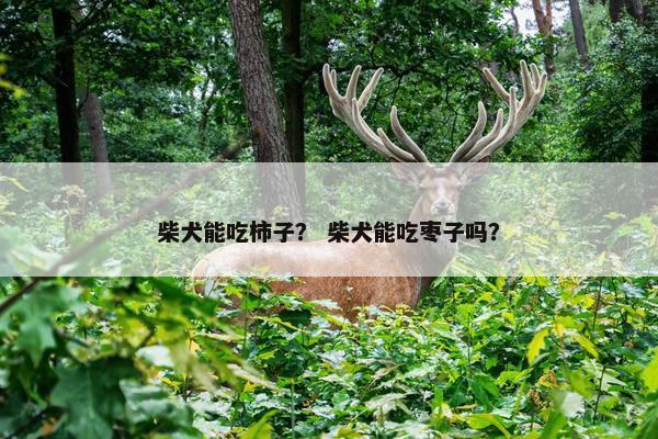柴犬能吃柿子？ 柴犬能吃枣子吗？