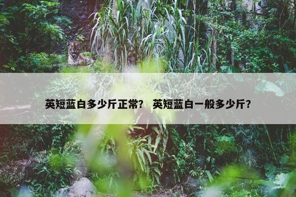 英短蓝白多少斤正常？ 英短蓝白一般多少斤？