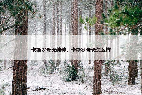 卡斯罗母犬纯种，卡斯罗母犬怎么样
