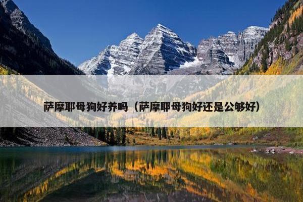 萨摩耶母狗好养吗（萨摩耶母狗好还是公够好）
