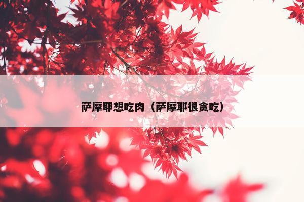 萨摩耶想吃肉（萨摩耶很贪吃）