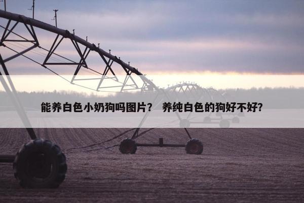 能养白色小奶狗吗图片？ 养纯白色的狗好不好？