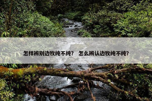 怎样辨别边牧纯不纯？ 怎么辨认边牧纯不纯？
