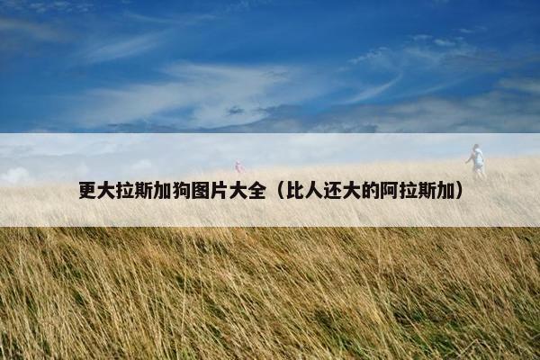 更大拉斯加狗图片大全（比人还大的阿拉斯加）