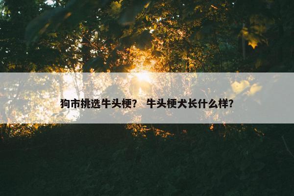 狗市挑选牛头梗？ 牛头梗犬长什么样？