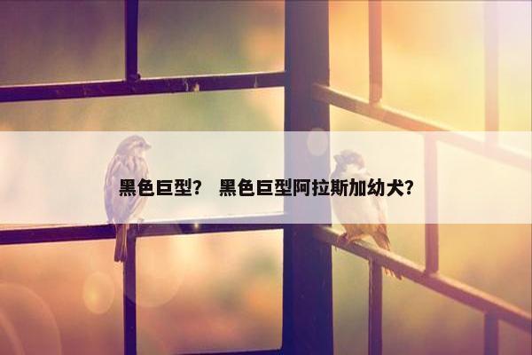 黑色巨型？ 黑色巨型阿拉斯加幼犬？