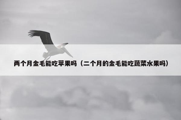 两个月金毛能吃苹果吗（二个月的金毛能吃蔬菜水果吗）