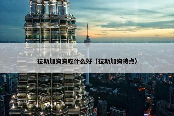 拉斯加狗狗吃什么好（拉斯加狗特点）