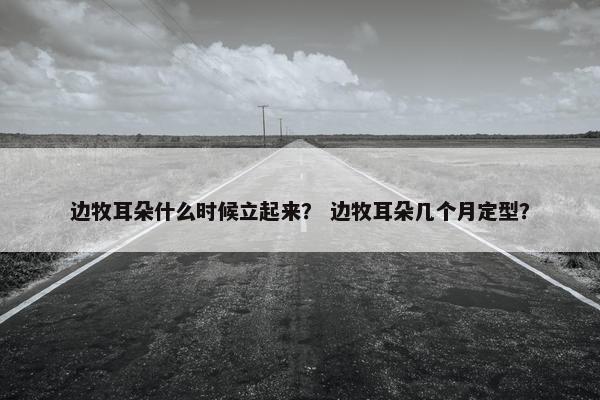 边牧耳朵什么时候立起来？ 边牧耳朵几个月定型？
