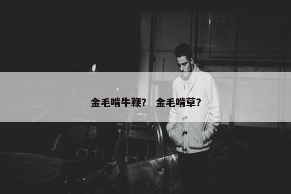 金毛啃牛鞭？ 金毛啃草？